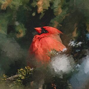 Cardinal male